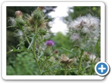 Gewöhnliche Kratzdistel, 06.08.2013