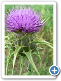 Gewöhnliche Kratzdistel, 09.07.2016