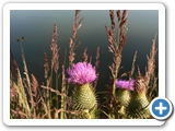 Gewöhnliche Kratzdistel, 28.07.2020
