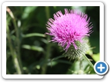 Gew&ouml;hnliche Kratzdistel, 12.07.2021