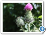 Gew&ouml;hnliche Kratzdistel, 12.07.2021