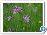 Kuckucks-Lichtnelke, 30.05.2013