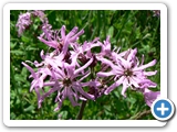 Kuckucks-Lichtnelke, 10.05.2015