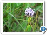 Kugelblume, 30.05.2016