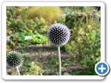 Kugeldistel, 24.10.2015