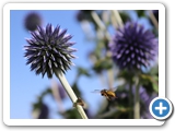Kugeldistel, 14.08.2025