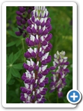 Vielblättrige Lupine, 03.06.2017