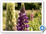 Vielblättrige Lupine, 15.05.2018
