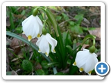 Märzenbecher, 09.03.2014