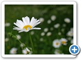 Wiesen-Margerite, 30.05.2013