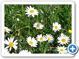 Wiesen-Margerite, , 21.05.2016