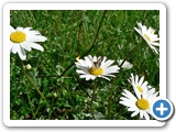 Wiesen-Margerite, , 21.05.2016