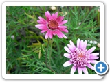 margerite_rosa
