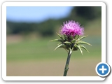 Mariendistel, 31.05.2025