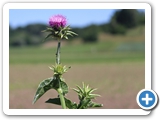 Mariendistel, 31.05.2025