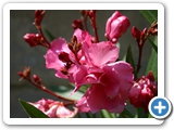 Oleander, 26.07.2013