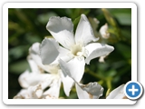 Oleander, 26.07.2013