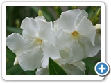 Oleander, 30.07.2013