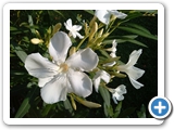 Oleander, 18.07.2019