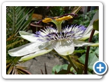Blaue Passionsblume, 19.06.2011