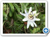 Blaue Passionsblume, 22.06.2013
