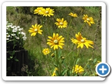 Schwarz&auml;ugige Rudbeckie, 01.07.2007