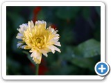 Garten-Ringelblume, 02.08.2013