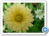 Garten-Ringelblume, 10.08.2013