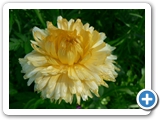 Garten-Ringelblume, 18.07.2016