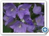 Rundblättrige Glockenblume, 25.06.2021