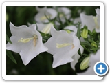 Rundblättrige Glockenblume, 25.06.2021
