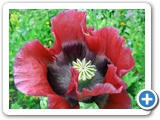 Schlafmohn, 29.06.2010