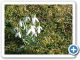 Kleines Schneeglöckchen, 18.03.2009