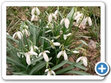 Kleines Schneeglöckchen, 13.04.2013