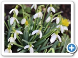 Kleines Schneeglöckchen, 20.02.2021