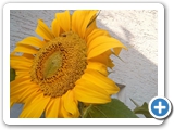 Gewöhnliche Sonnenblume, 18.07.2019