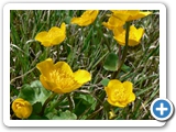 Sumpfdotterblume, 20.04.2015