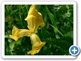 Sumpf-Schwertlilie, 25.05.2012