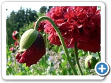 Türkischer Mohn, 30.06.2010