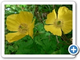 Wald-Scheinmohn, 15.06.2013