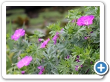 Wald-Storchschnabel, 27.05.2022