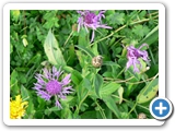Wiesen-Flockenblume 26.09.2014