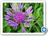 Wiesen-Flockenblume, 26.09.2014