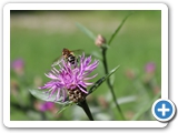 Wiesen-Flockenblume, 25.08.2025
