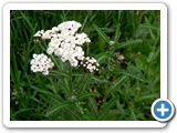 Wiesenschafgarbe, 30.05.2016