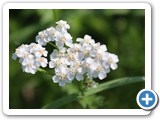 Wiesenschafgarbe, 20.07.2021
