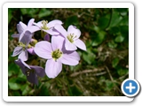 Wiesenschaumkraut, 29.03.2012
