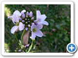 Wiesenschaumkraut, 02.04.2012