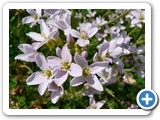 Wiesenschaumkraut, 02.04.2012
