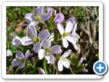 Wiesenschaumkraut, 21.04.2012